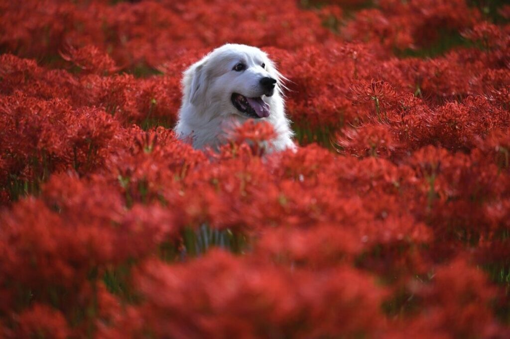 花畑の犬