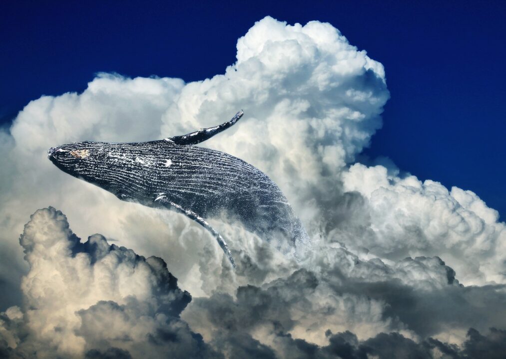 クジラと雲